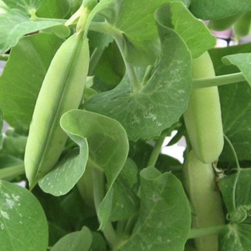 Eiwit Poeder Biologisch (80% Proteïne) - Banaan (simple) Eiwit Poeder Biologisch (80% Proteïne) - Banaan (simple)